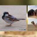Slideshow 3er-Layout